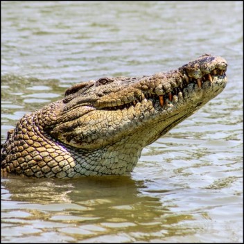 Australian crocodiles IELTS Listeningg